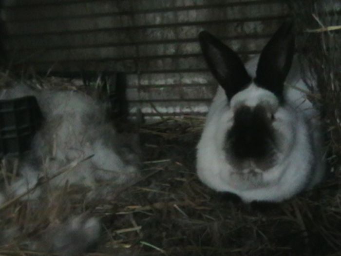 CAMPIOANA  NATIONAL CALIFORNIAN