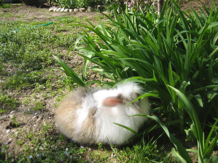 Iepuroaica angora la 2,5 luni