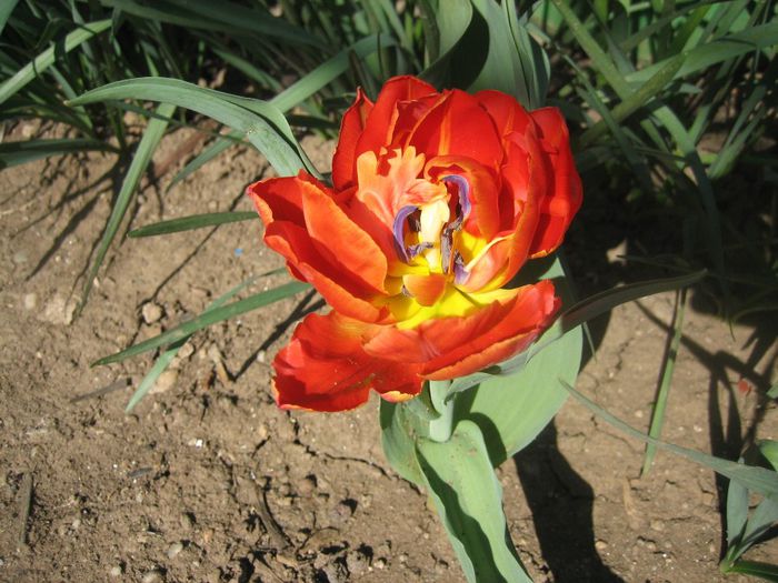 Bulb luat de la Indagra anul trecut - 12-Flori de prin curte