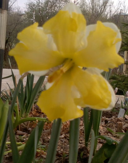 2014-03-29casata