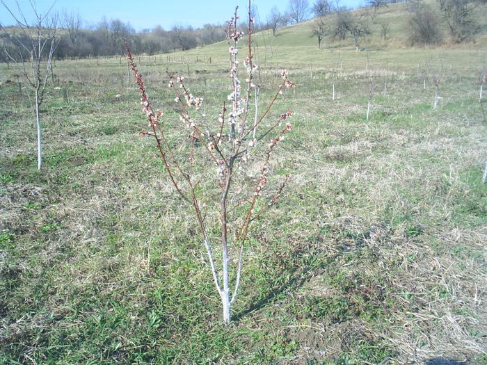 CAIS  CEA MAI BUNA DE UNGARIA