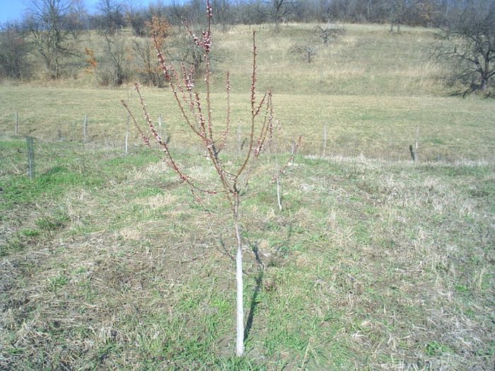 CAIS  CEA MAI BUNA DE UNGARIA