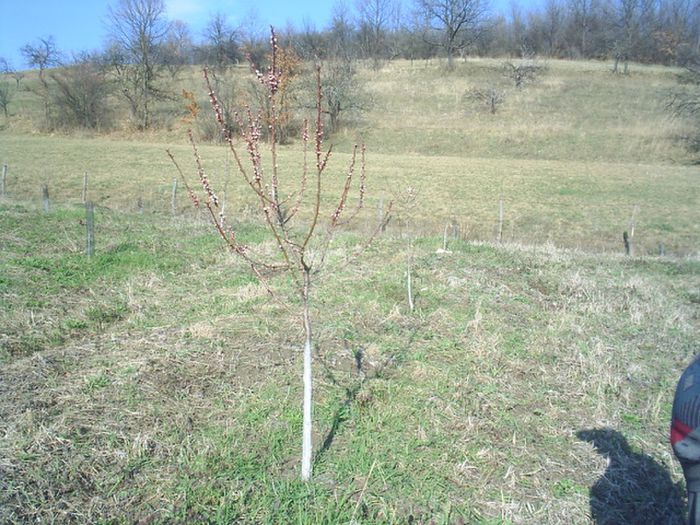 CAIS  CEA MAI BUNA DE UNGARIA