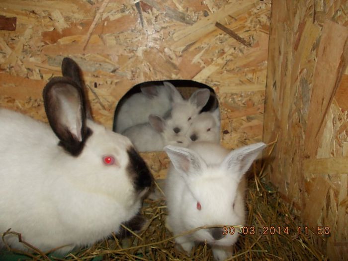 Picture 350; 8 pui de califormieni de 3 saptamani
