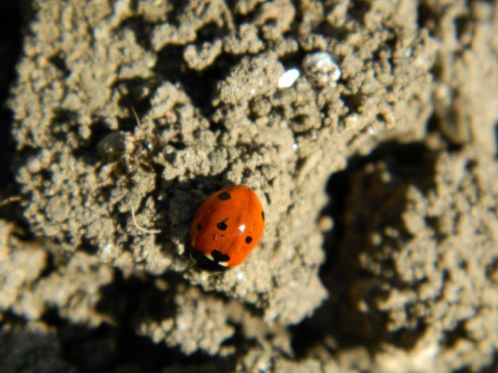 DSCN3610 - INSECTE IN MEDIUL NATURAL