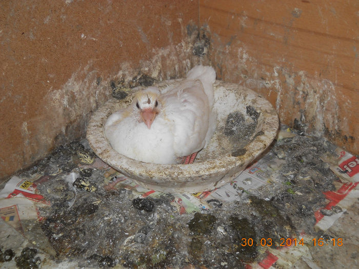 porumbeii mei 2014 012