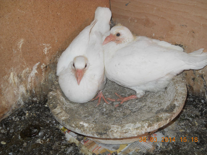 porumbeii mei 2014 011