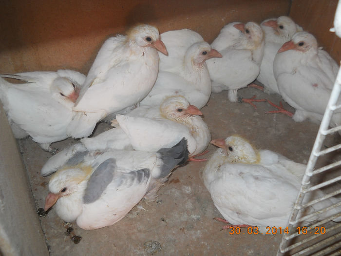 porumbeii mei 2014 016