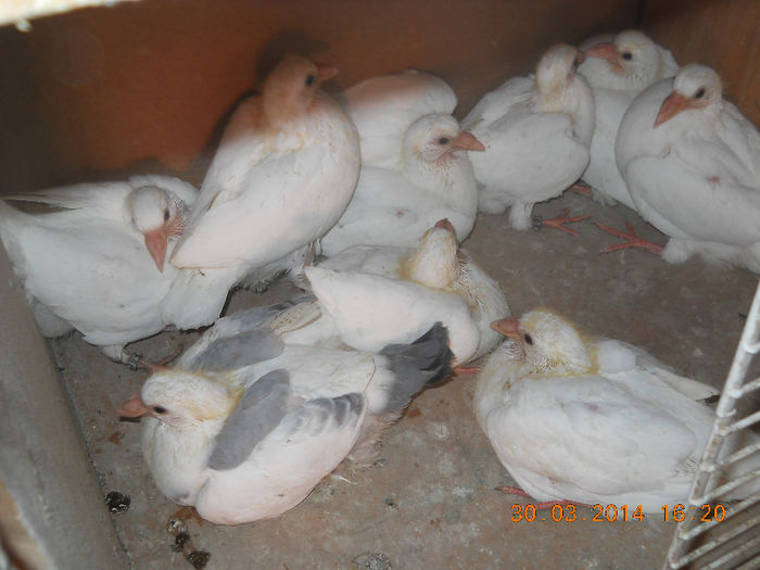 porumbeii mei 2014 017