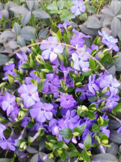vinca - a-a PRIMAVARA-FLORI-2014