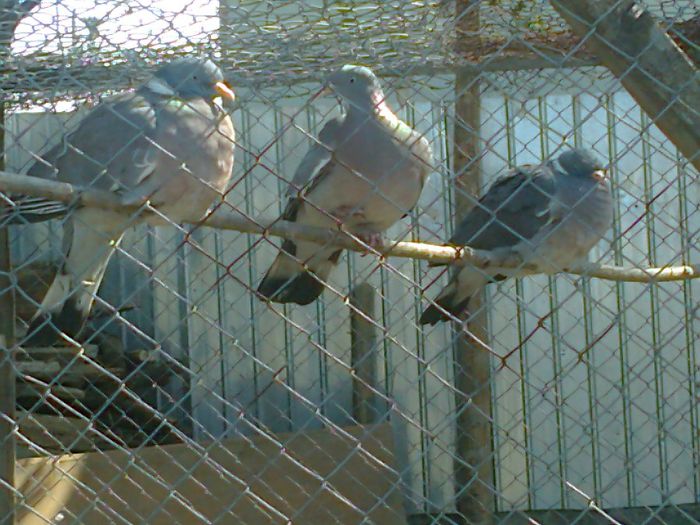 Matca porumbei salbatici - PORUMBEI SALBATICI CALATORI nu mai dețin