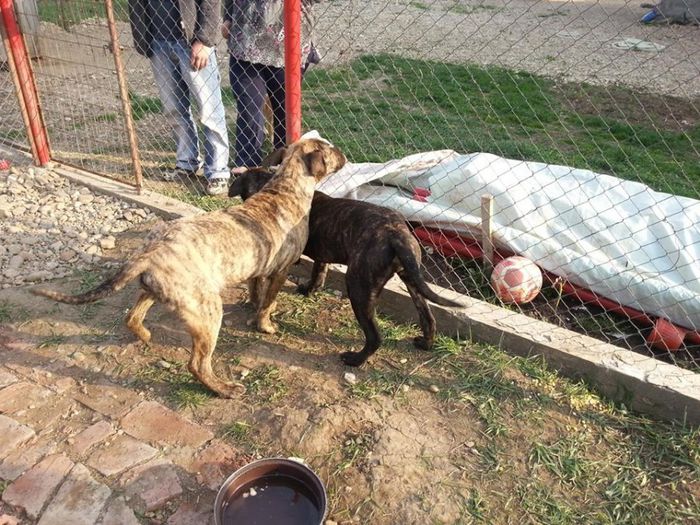 10007477_837208099629503_678508796_n - presa canario noile achizitii