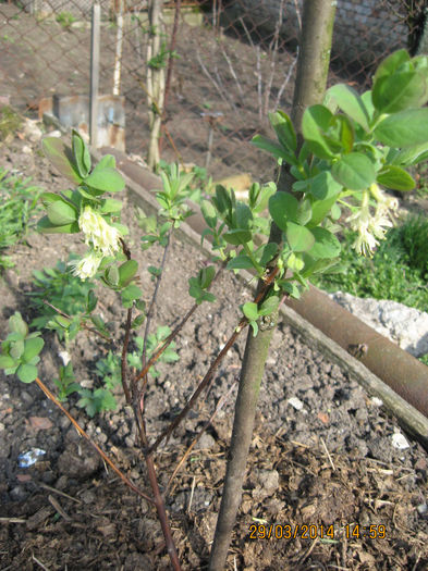 tot mai multe flori..... - Lonicera kamtschatica