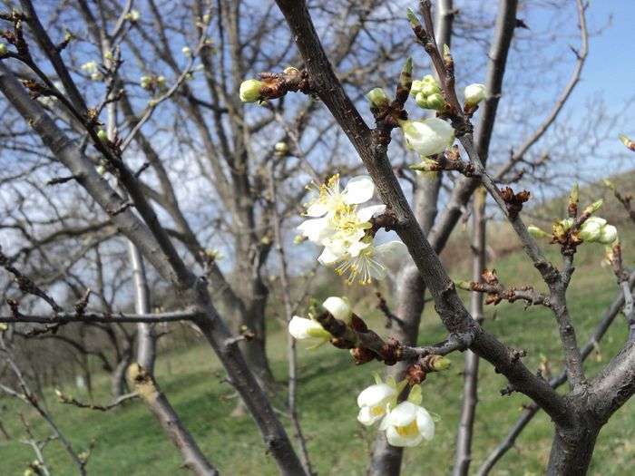 poze 2014 159 - LA SADINCA