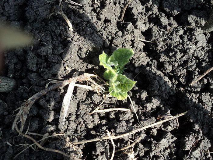 poze 2014 179paulownia,proaspat plantata