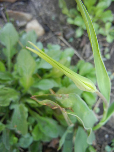 Tulipa Acuminata (2014, March 29) - Tulipa Acuminata