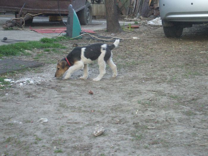 DSCF9950 - Fox Terrier cu par sarmos 2014