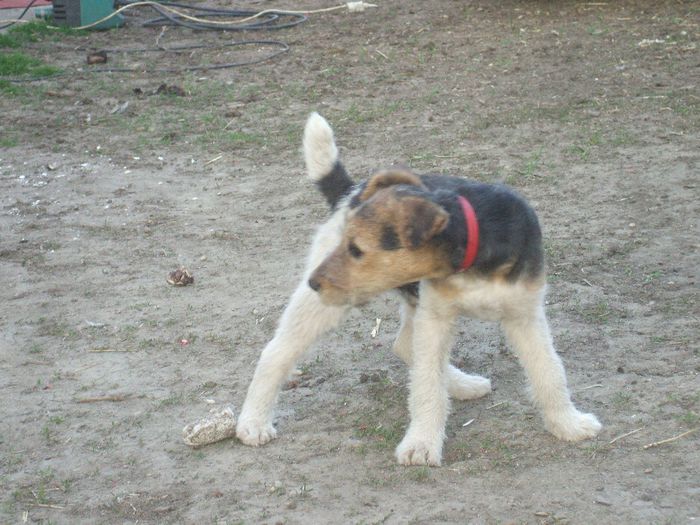 DSCF9953 - Fox Terrier cu par sarmos 2014