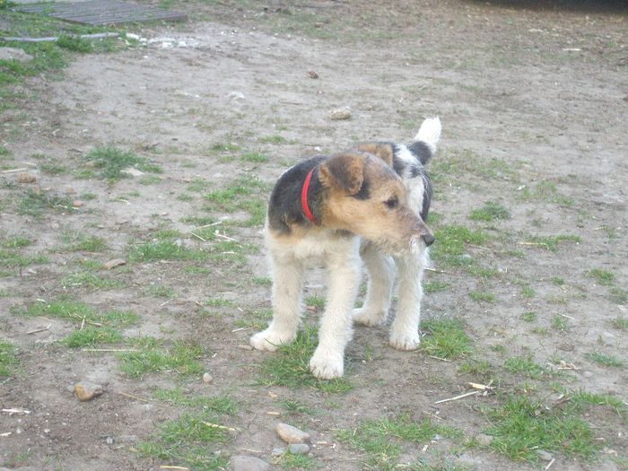 DSCF9954 - Fox Terrier cu par sarmos 2014
