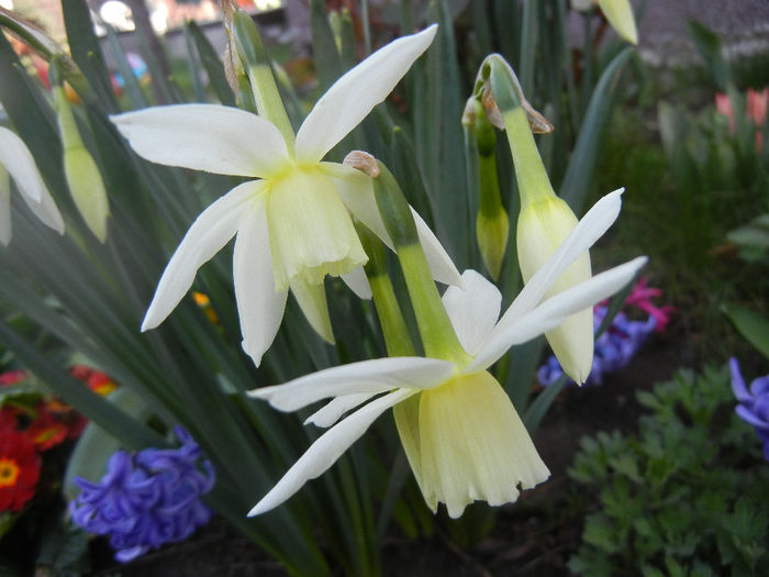 Narcissus Thalia (2014, March 29)