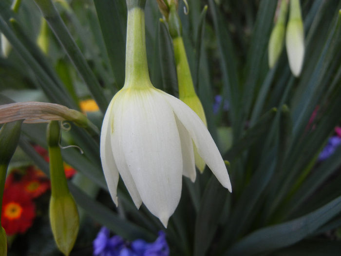 Narcissus Thalia (2014, March 29)