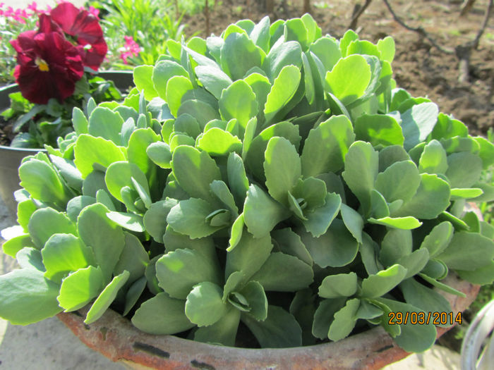 Sedum spectabilis