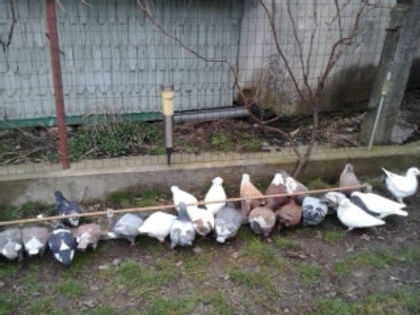 2014-03-28 08.12.00 - Am Tarcul americanilor 2014-2015