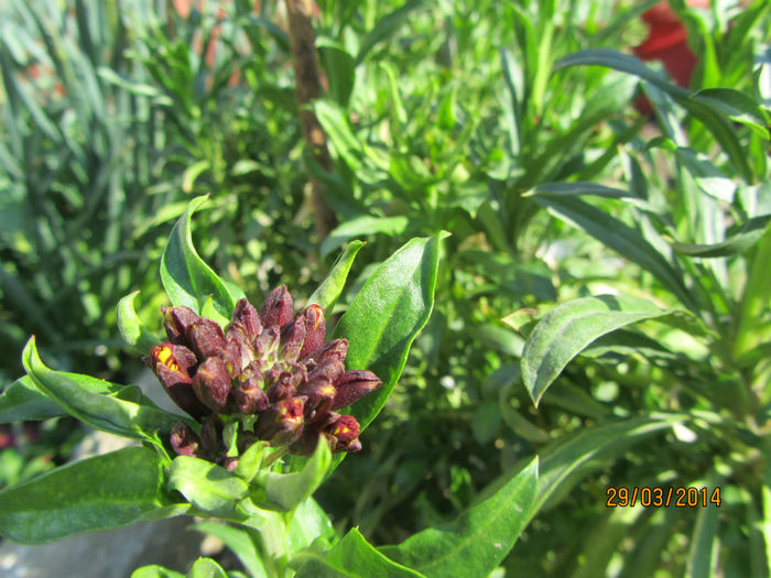 Micsunele; Gata sa infloreasca
