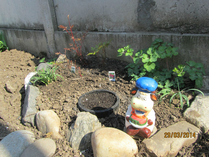 Au iesit si Astilbele