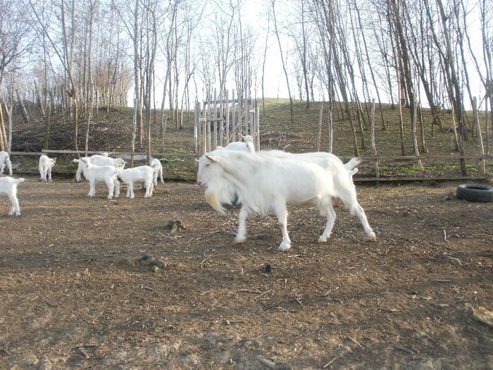 PB300806 - 1 - 2014 - Taticul Saanen mandru de copiii lui