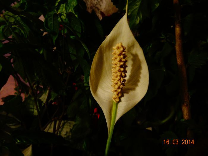DSC01070 - Plante in ghiveci 2014