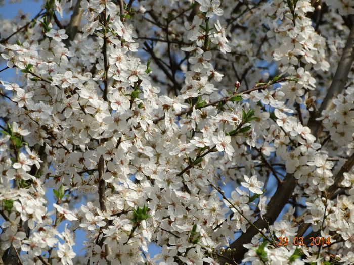 DSC01389 - Plante in natura 2014