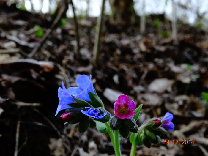 DSC01420 - Plante in natura 2014