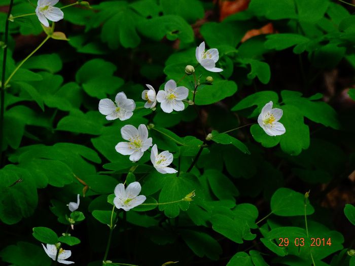 DSC01423 - Plante in natura 2014