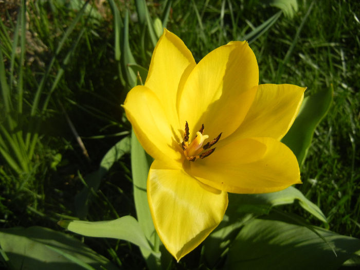Tulipa Candela (2014, March 30) - Tulipa Candela