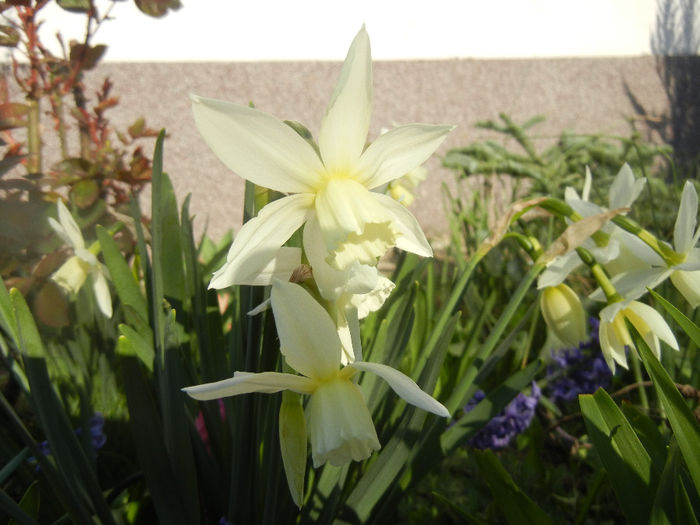 Narcissus Thalia (2014, March 30)