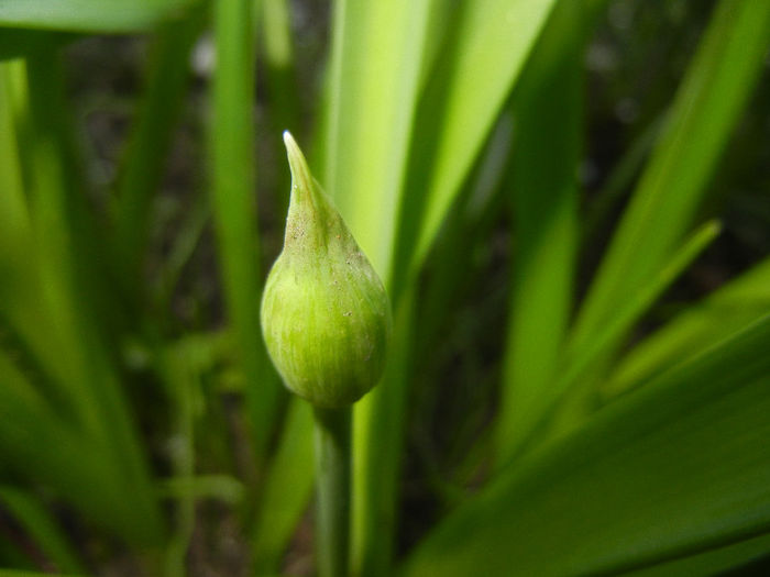 Allium Purple Sensation (2014, March 29) - Allium aflatunense Purple