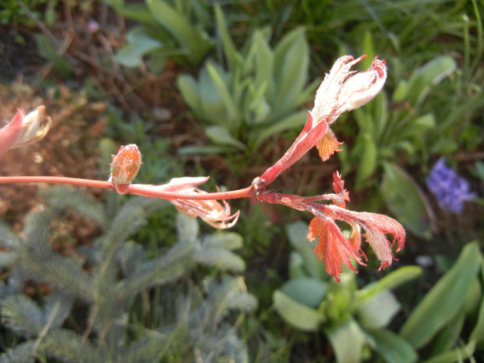 Acer palmatum Ariadne (2014, March 30) - Acer palmatum Ariadne