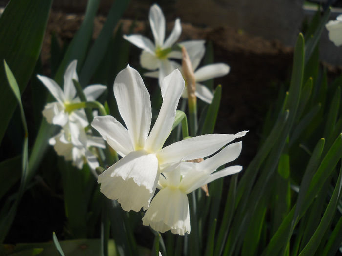 DSCN0965_027