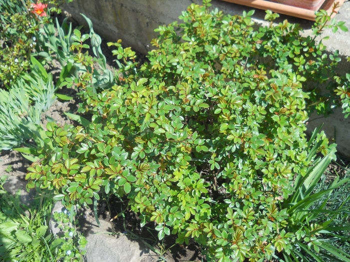 DSCN0966_028