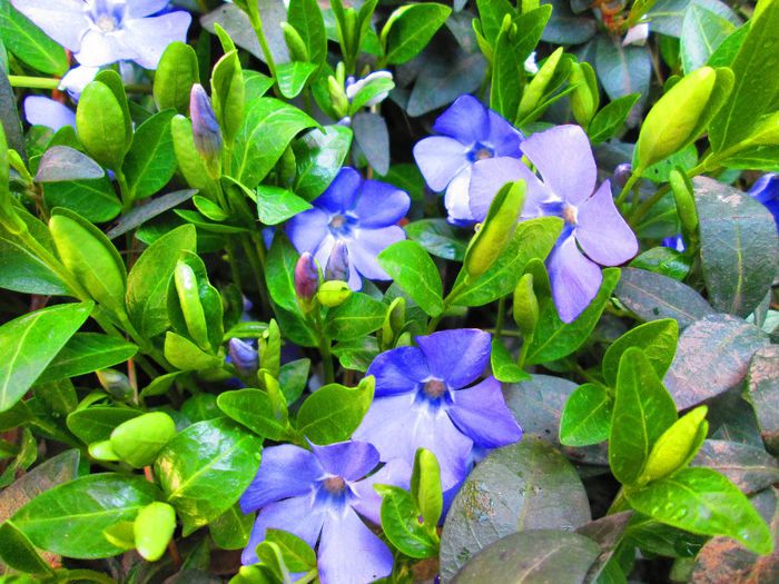 vinca - VESTITORII PRIMAVERII 2014