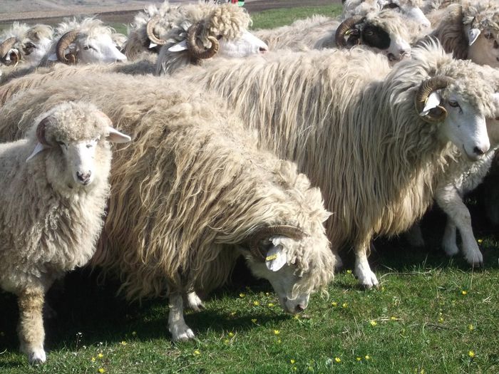 Picture 1239 - 0000 Productia De Miei 2014