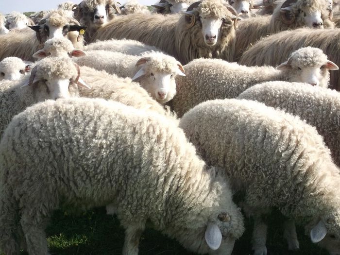 Picture 1240 - 0000 Productia De Miei 2014