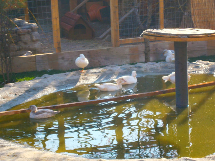 P3313139 - CAROLINE ALBE