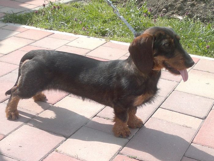 2014-03-31-376 - CAINI TECKEL CU PAR SIRMOS- dachshund wire haired standard 2013