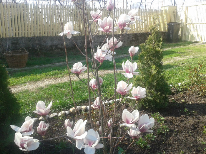 Magnolia soulangeana; Asta toamna am mutat-o mai in margine, si se pare ca nu-i place. Sunt curenti de aer
