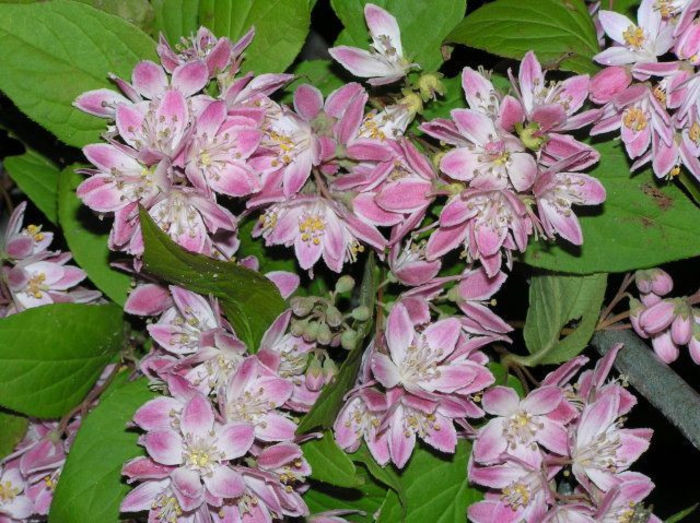 Deutzia-Strawberry-Fields  20 - ARBUSTI DE VANZARE 2