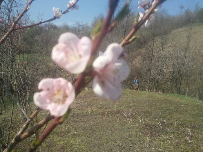 2014-03-31 14.50.27 - pomi fructiferi pruni ciresi  peri