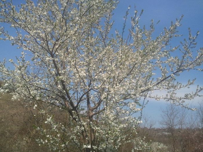 2014-03-31 14.51.11 - pomi fructiferi pruni ciresi  peri