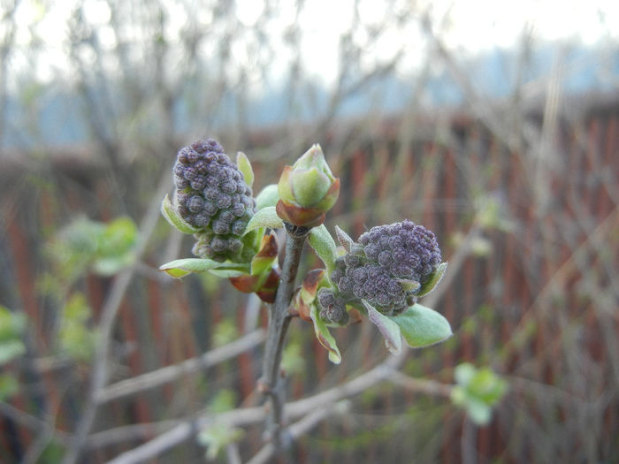 Syringa vulgaris_Lilac (2014, March 22) - Syringa vulgaris Lilac
